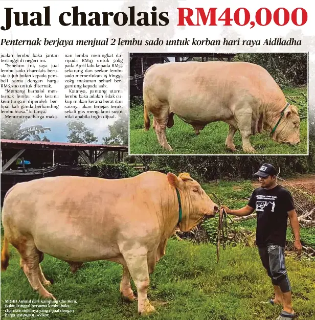 Terengganu lembu sado Lembu sado