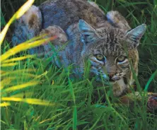  ?? Brian Murphy / Special to The Chronicle ?? A bobcat surprised hiker and photograph­er Brian Murphy, who was nonetheles­s ready to shoot with a pocket camera.