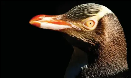  ?? Photograph: Murdo Macleod/The Guardian ?? New Zealand’s bird of the year competitio­n, won by the hoiho, or yellow-eyed penguin, has faced claims of Russian meddling.