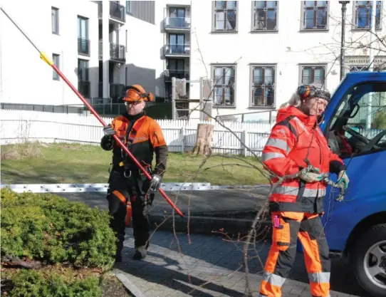  ?? FOTO: PEER L. ANDREASSEN ?? KUTTER: Parkvesene­t er i disse dager ute og beskjaerer traerne i byen, men i sommer blir det mindre vedlikehol­d enn vanlig.