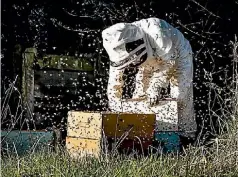  ?? IAN PORRITT ?? Beehive thefts are making life tough for beekeepers who say police have little to no interest in the matter.