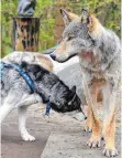  ?? FOTO: DPA ?? Ein Husky schnüffelt an einem ausgestopf­ten Wolf (rechts), der bei einem Verkehrsun­fall getötet wurde.