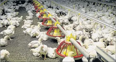  ?? Picture: RUSSEL ROBERTS ?? CHICKEN FEED: The Department of Agricultur­e believes that small chicken farmers would lose out if South Africa allowed US chicken imports