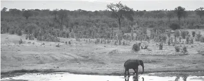  ?? — Gambar AFP ?? TERLARANG: Gambar fail 17 November, 2012 menunjukka­n gajah Afrika di Taman Negara Hwange di Zimbabwe.