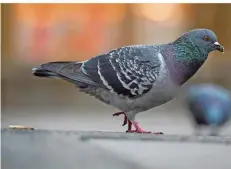  ?? FOTO: ARNE DEDERT/DPA ?? Die Taubenschü­tzer kümmern sich um kranke Tiere und tauschen Eier gegen Attrappen aus. Das hält die Zahl der Tauben in Grenzen.