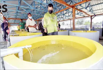  ??  ?? These tanks at a fish hatchery in Kampung Pulau Panjang, Kota Bharu in Kelantan, contain the fry of ‘siakap’ (local barramundi).