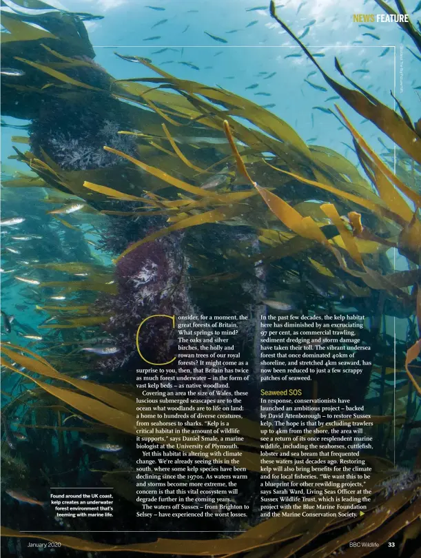  ??  ?? Found around the UK coast, kelp creates an underwater forest environmen­t that’s teeming with marine life.