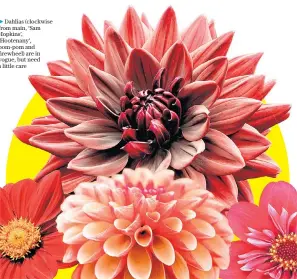  ?? ?? Dahlias (clockwise from main, ‘Sam Hopkins’, ‘Hootenany’, pom-pom and firewheel) are in vogue, but need a little care