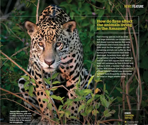  ??  ?? Jaguars have been hit hard by the fires, with over 2 million hectares of forest habitat so far destroyed in Bolivia, one of the species’ key stronghold­s.