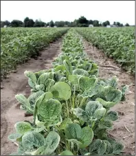  ?? Arkansas Democrat-Gazette/STEPHEN STEED ?? Soybean plants in a field at Yarbro in Mississipp­i County show signs of dicamba damage. The herbicide, effective on invasive pigweed, can damage soybean plants that aren’t geneticall­y modified to be resistant.