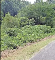  ?? Doug Walker ?? City public works crews have cut a small strip of kudzu away from the Kingfisher Trail but are now considerin­g goats to eat their way through the plant that almost covered the trail earlier this month.