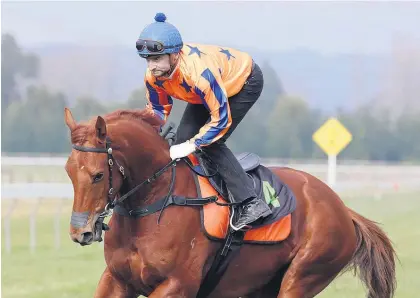  ?? Picture / Trish Dunell ?? Opie Bosson is happy with Gingernuts’ pre-race workout.