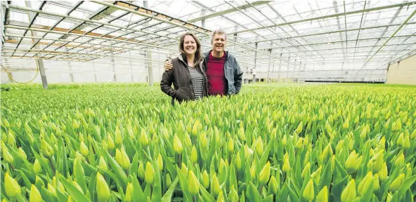  ??  ?? Alexis Warmerdam and father Nick are surrounded by flowers at Lakeland Flowers Ltd. that are ready for harvesting.