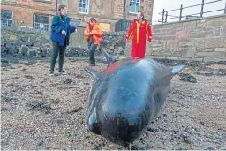  ?? Picture: Kim Cessford. ?? A whale discovered in North Queensferr­y.