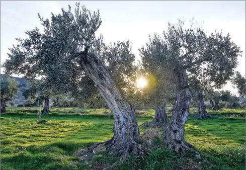  ?? JOSE JORDAN/AFP ?? Sun sets in an olive grove in Oliete, northeaste­rn Spain. Residents began moving away from rural towns and villages like Oliete after Spain’s 1936-39 civil war to find work in factories in cities. Now, an olive trees adoption scheme has prevented this village from dying out.