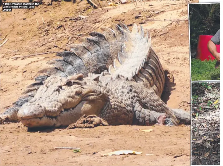  ?? ?? A large crocodile spotted in the Cairns region. Picture: Luke Cooper.