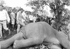  ??  ?? An elephant lies on the ground surrounded by locals after it was shot by Indian forest officers at Taljhari forest in the Sahibgunj district of Jharkhand state. — AFP photo