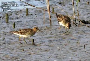  ?? ?? Pectoral Sandpipers, Frampton Marsh RSPB, Lincolnshi­re, 21 September