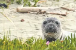  ?? Carlos Avila Gonzalez / The Chronicle ?? A juvenile seal keeps watch at Drake’s Beach in Point Reyes National Seashore. New research looks at the seals’ migration halfway to Japan.