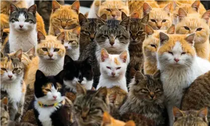  ??  ?? An animal welfare group fears a ‘human element’ is behind the sharp fall in cat numbers on Umashima off the south-west coast of Japan. Photograph: Thomas Peter/Reuters