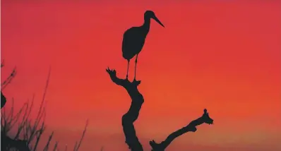  ?? ?? A stork at the Knepp Estate at sunset. Picture by Ryan Greaves