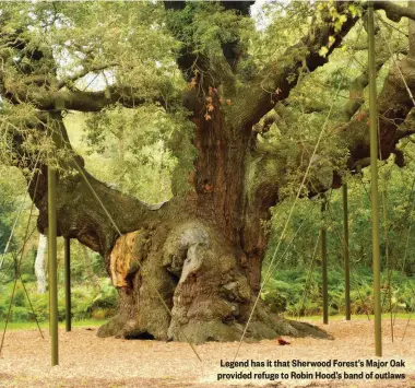  ??  ?? Legend has it that Sherwood Forest’s Major Oak provided refuge to Robin Hood’s band of outlaws