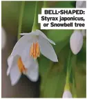  ??  ?? BELL-SHAPED: Styrax japonicus, or Snowbell tree