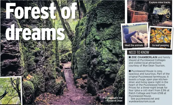  ??  ?? Puzzlewood in the Forest of Dean
Meet the animals
Explore mine tracks
Go leaf-peeping