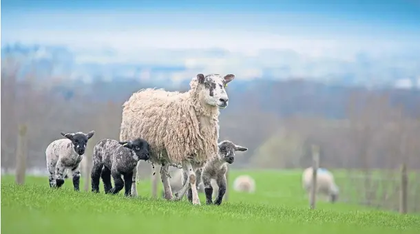  ??  ?? “OVERFAT” ISSUE: The study by Rothamsted Research Institute aimed to address the problem of 35% of lambs going to sales being too fatty.