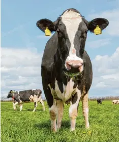 ?? Foto: dpa ?? Nach zwei wirtschaft­lich schweren Jahren können sich die deutschen Bauern wieder über Gewinne freuen – vor allem den Milchbauer­n geht es besser.