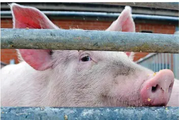  ?? FOTO: DANIEL BOCKWOLDT/DPA ?? Ein Schwein schaut auf einem Bauernhof durch die Gitterstäb­e des Geheges. Befürchtet wird, dass sich die Schweinepe­st von Wildtieren auf Hausschwei­ne überträgt.