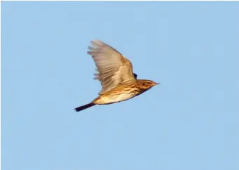  ?? ?? SEVEN: Olive-backed Pipit (Liaoning, China, 6 October 2012). In life, separating a fly-over Olivebacke­d Pipit from its closest relative, Tree Pipit, would be difficult, but just enough has been captured in this image. The plump, solid body shape, heavy black breast markings and fine flank lines are shared by both species, but also visible here is the typical face pattern of Olivebacke­d Pipit – a bold superciliu­m, buff before the eye, and dark and pale marks in the rear of the ear coverts.