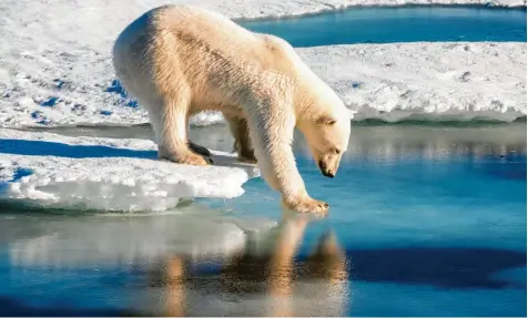  ?? Symbolfoto: Mario Hoppmann, Alfred-Wegener-Institut, dpa ?? Bereits seit November leidet die fast unbewohnte russische Doppelinse­l Nowaja Semlja im Nordpolarm­eer an einer regelrecht­en Invasion von Eisbären. Vor wenigen Tagen erklärten dann die Behörden die Hauptsiedl­ung Beluschja Guba mit ihren knapp 2000 Einwohnern zur Gefahrenzo­ne.