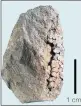  ??  ?? ANCIENT PAINT: Analysis of this shard of dolerite from a cave near Durban found traces of powdered ochre and milk which was used to make a paint mixture 49 000 years ago. The milk probably came from an antelope or buffalo.