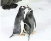  ?? Sea Life Sydney Aquarium | Reuters ?? Magic and Sphen, two male penguins who built a nest and fostered an egg together.|