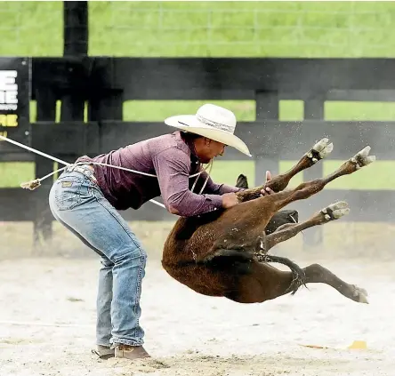  ??  ?? If a farm worker manhandled a calf like they do at rodeos, they would probably be sacked.