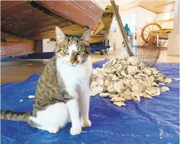  ?? ANNAPOLIS MARITIME MUSEUM/COURTESY PHOTO ?? Annapolis Maritime Museum’s working cat Miss Pearl died on Dec. 9.