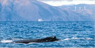  ??  ?? Cruising: More humpback whales than ever have been counted in Cook Strait.