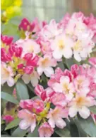  ?? ?? Rododendro­nov otrov uzrokuje mučninu, vrtoglavic­u, povraćanje...