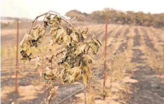  ??  ?? Leaves hang on a grapevine that was burned by a massive wildfire in the Robert Fox vineyard Thursday in Sonoma, Calif. Gusting winds and dry air forecast for Thursday could drive the next wave of devastatin­g wildfires that are already on their way to...