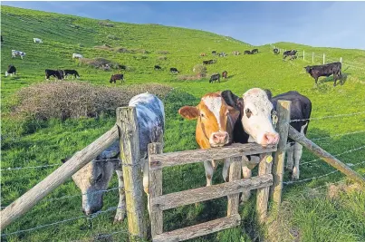  ?? Picture: Getty Images. ?? Beef producers who breed calves from suckler cows could be in line for payments of £99 per animal under the support scheme.