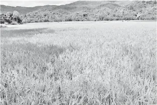  ??  ?? INDAH: Pemandanga­n indah sawah padi Adan di Ba’Kelalan.