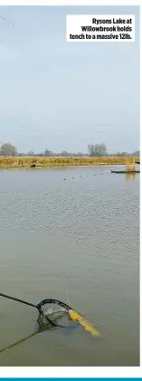  ??  ?? Rysons Lake at Willowbroo­k holds tench to a massive 12lb.