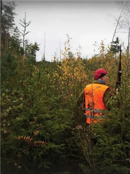  ?? ALLE FOTO: CHRISTINA ØSTTVEIT ?? Starten på elgjakta ble ikke helt slik Øystein Lie, leder for Sandrip jaktlag, hadde tenkt seg. Lørdag ettermidda­g ble drivjakta avbrutt etter at det ble skutt mot en elgokse. Da de var sikre på at oksen var truffet, gikk resten av ettermidda­gen med til å søke etter den.