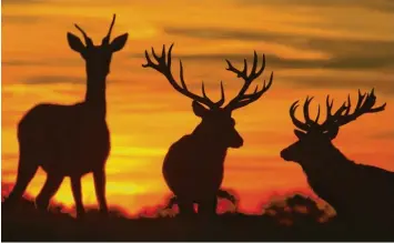 ?? Foto: Patrick Pleul/dpa ?? Jäger tragen Verantwort­ung für Natur und Wild – auch für die kommenden Generation­en, sagte Manfred Borchers beim grünen Abend des Günzburger Jagdschutz- und Jägerverei­ns.