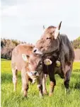  ?? Foto: Heidi Sanz ?? Kühe, die Kälber haben, können aggres siv reagieren.