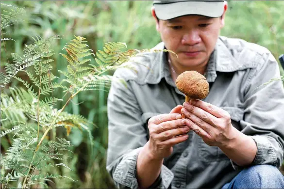  ?? PHOTOS PROVIDED TO CHINA DAILY ?? Chef Otto Goh from the Kerry Hotel Pudong selects wild mushrooms in Yunnan province.