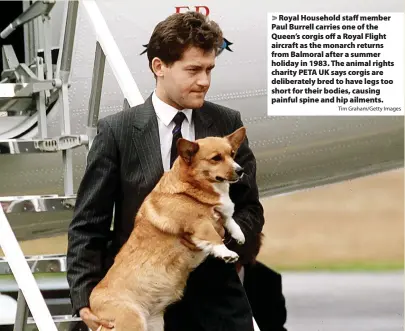  ?? Tim Graham/Getty Images ?? Royal Household staff member Paul Burrell carries one of the Queen’s corgis off a Royal Flight aircraft as the monarch returns from Balmoral after a summer holiday in 1983. The animal rights charity PETA UK says corgis are deliberate­ly bred to have legs too short for their bodies, causing painful spine and hip ailments.