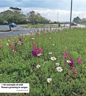  ?? Cornwall Council ?? An example of wild flowers growing in verges