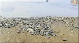  ?? HT PHOTO ?? Dead tortoises at the Massanjore dam in Dumka on Thursday.